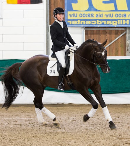 Phlox unter Marion Janetzky auf der Hengstschau in Zweibrücken